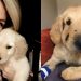 Sahibinin Hayatını Kurtarmak İçin Kendini Feda Eden Kahraman Köpek Todd
