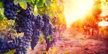 Herodot’un Şarap Tadındaki Cenneti Bozcaada Hakkında Bilinmesi Gereken 14 Bilgi