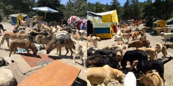 Gönüllüler Sayesinde Yeryüzünde Bir Cennet: Yüzlerce Sokak Köpeğinin Evi Patiliköy