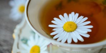 Doğadan Gelen Sakinleştirici; Papatya Çayı ve Faydaları