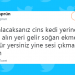 Popülerliklerinden Ödün Vermeyen Kedileri Kullanarak Bizleri Güldürmeyi Başarmış 16 Kişi