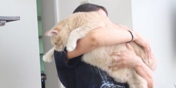 15 Kilo Ağırlığıyla Hareket Etmekte Bile Zorlanan Şişko Kedi Bronson