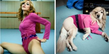 Madonna’nın Stilini Köpeği Max’e Uyarlayan Vincent’in Projesi: Maxdonna