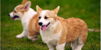 İçinizi Isıtacak 22 Kısa Bacaklı Pompiş Köpek Fotoğrafı