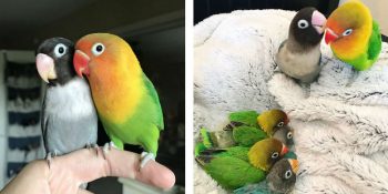 Sevimli Kiwi ve Siouxsie Çiftinin Kalpler Eriten Aile Saadetinin Hikayesi