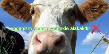 Vegan Olmak Hakkında Doğru Olduğu Düşünülen 10 Yanlış Bilgi