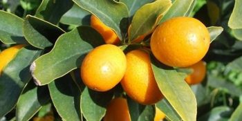 Kamkat (Kumkuat) Hakkında Bilmeniz Gereken 22 Şey