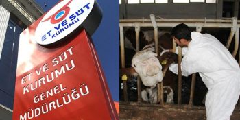 Deli Dananın Ardından Şarbon Hastalığı Taşıyan ve Giderek Daha Tehlikeli Hale Gelen İthal Et