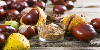 At Kestanesi Nedir? 8 Maddede Korku Saçan Görünümüyle At Kestanesinin Faydaları