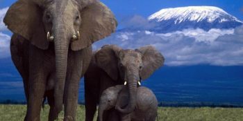 Fillerin Devasa Boyutlarının Ardında Gizlenen 12 İlginç Özelliği