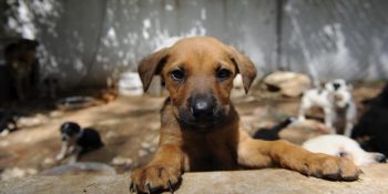 Taşkın Sarıca’nın Sahipsiz Hayvanları Sıcacık Bir Yuvaya Kavuşturan Projesi
