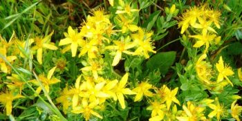 Kantaron Yağı Nedir? Mucizevi Kantaron Yağının 8 Faydası