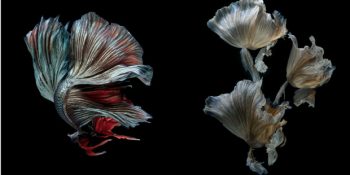 Taylandlı Fotoğrafçıdan Gözlerinizi Alamayacağınız 31 Balık Fotoğrafı