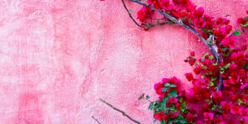 Yazlık Yerlere Renk Katan, Bodrum Çiçeği Begonvil Hakkında Bilmeniz Gerekenler