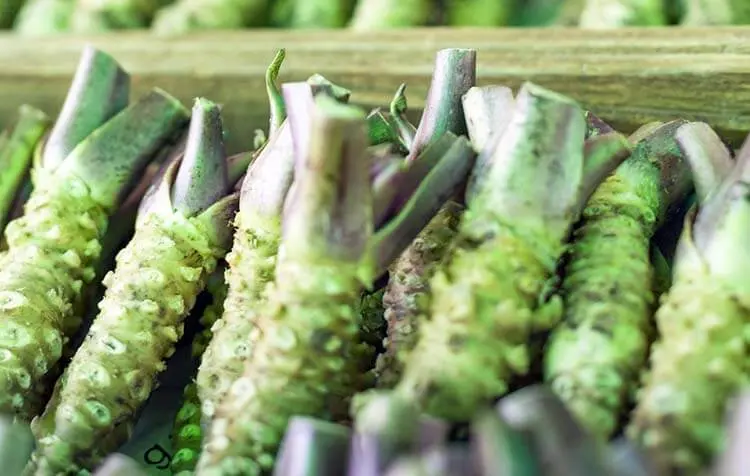 Wasabi hakkında bilgiler - wasabi lahana ailesinin bir üyesi
