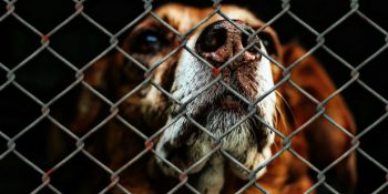 Hayvanlara ve Hayvan Barınaklarına Yardım Etmenin En Kolay 8 Yolu