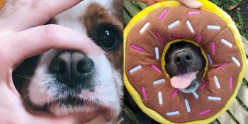 Sosyal Medyanın Köpekleri Şekilden Şekle Sokan Yeni Akımı Snoot Challenge