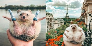 Sosyal Medyanın En Tatlı Fenomeni; Sahibiyle Dünyayı Gezen Kirpi Mr. Pokee