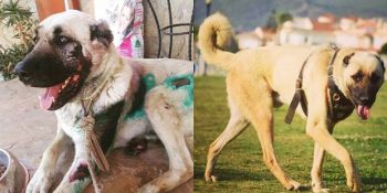 Otomobilin Arkasında Sürüklenen Sevimli Köpeği Turizm Zabıtası Yapan Fethiye Belediyesi