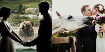 Hayvanların Çiftlerin Mutlu Anlarına Eşlik Ettiği 18 Komik Fotoğraf