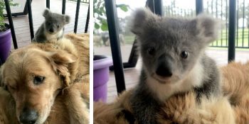 Yaptığı Kahramanlıkla Bebek Koala’nın Hayatını Kurtaran Köpek Asha