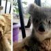 Yaptığı Kahramanlıkla Bebek Koala’nın Hayatını Kurtaran Köpek Asha