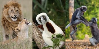 Hayvanların Doğal Yaşamlarından Kusursuz Zamanlama İle Çekilmiş En Komik 21 Fotoğraf