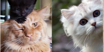 Kedilerin Göründükleri Kadar Masum Olmadıklarını Gösteren 10 Suç