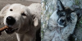 Derdi Tasayı Unutturup Gözlerinizden Kalpler Fışkırtacak En Tatlı 11 Sokak Köpeği Fotoğrafı