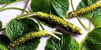 Wasabi hakkında bilgiler