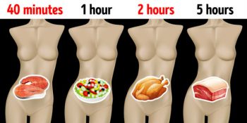 Farklı Besinleri Sindirmek Ne Kadar Sürüyor ve Bunu Bilmenin Önemi