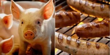 Kendilerini Yangından Kurtaran İtfaiyecilerin Masasına Sosis Olarak Konuk Olan Domuzlar