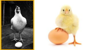 Yıllardır Süren “Tavuk mu Yumurtadan Çıkar Yumurta mı Tavuktan?” Tartışmasının Kafa Karıştıran Cevabı