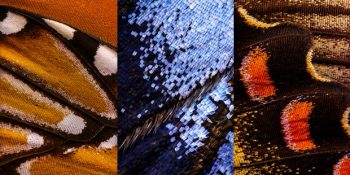 Makro Fotoğrafçı Chris Perani’nin Çektiği 12 Büyüleyici Kelebek Kanadı