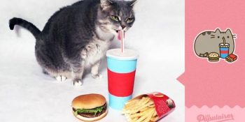 Facebook Sticker’ı Taklit Eden Kediden 13 Sevimli Fotoğraf