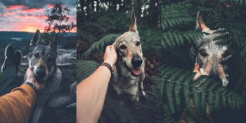 Nefes Kesici Yerlerde Köpeğini Severken Fotoğraflarını Çeken Fotoğrafçıdan 29 Muhteşem Fotoğraf