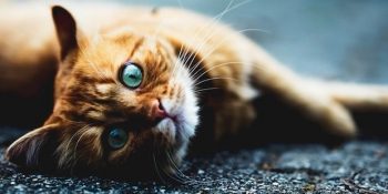 Kedi Dostunuza Kum Seçerken Dikkat Etmeniz Gereken 7 Önemli Nokta