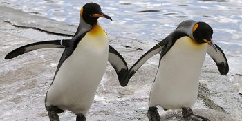 Yavrulayarak Herkesi Şaşırtan Eşcinsel Penguenler Sphen ve Magic’in Kalpler Eriten Aşk Hikayesi