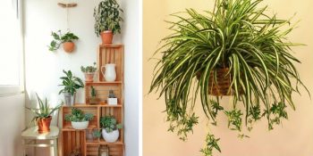 İyi Bir Uyku İçin Odanıza Koyabileceğiniz 10 Güzel Bitki