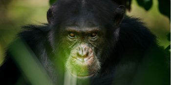 Taht Oyunları Vahşi Doğada: Hayvanlar Aleminin Game Of Thrones’i