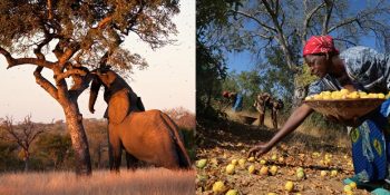 Meyvesindeki Alkolle Hayvanları Sarhoş Edebilen Ağaç: Marula