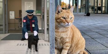 Japonya’da Yıllardır Bir Müzeye Sızmaya Çalışan İki Kedi