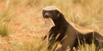 Gamsız Tavırlarıyla Görenleri Şaşkına Uğratan Bal Porsuğu Hakkında 11 Bilgi