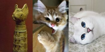 Geçmişten Günümüze Kedilerin Dünya Sahnesindeki Yeri