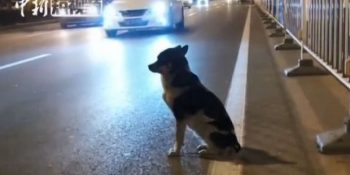 Çin’de Sahibinin Öldüğü Yerde 80 Gündür Bekleyen Köpeğin Yürek Burkan Hikayesi