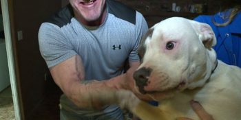 Kendi Canı Pahasına İnsanları Facialardan Kurtaran 9 Kahraman Pitbull