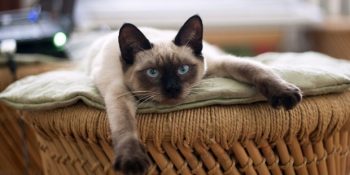 Masmavi Gözleriyle Asaletini Yansıtan Siyam Kedisi Hakkında 11 Bilgi