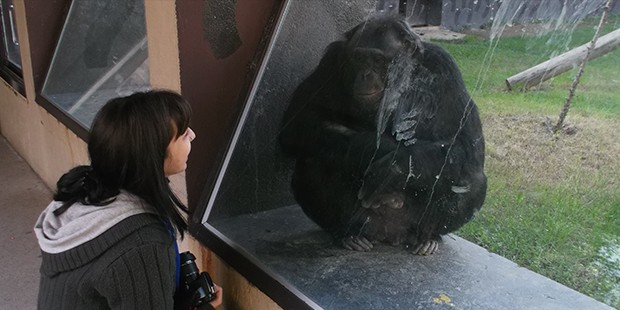 Maymunlarla Konuşan İstanbullu Kadın: Primatolog Sema Yılmaz’ın Türkiye’de ve Dünyada Yaşadıkları