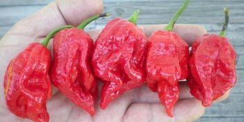 Dilinize Değdiği Anda Hayatınızı Film Şeridi Gibi Gözlerinizin Önünden Geçirecek En Acı 10 Biber