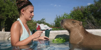 Birlikte Yaşamak Mümkün: Evde Besleyebileceğiniz 10 Egzotik Hayvan